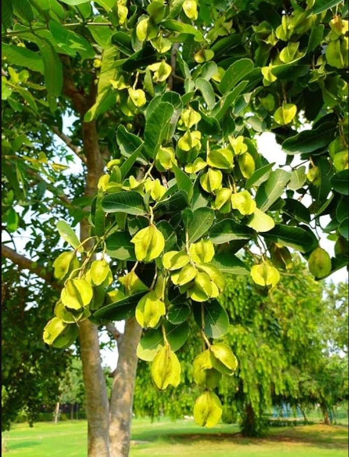 অর্জুন গাছের ছালের উপকারিতা